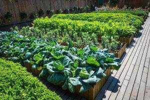Grow your food